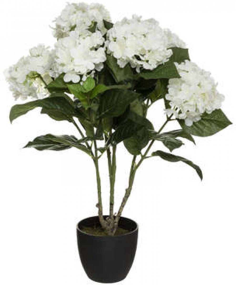 Kunsthortensia wit, 60 cm hoog